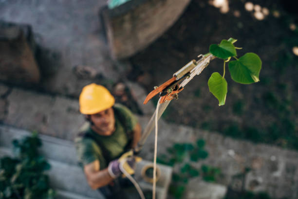 Tree Root Removal in South Bay, FL